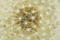 Abstract Background: The Spherical World of a Dandelion Puffball