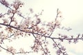 Abstract background of spring cherry blossoms tree. Cherry flowers in small clusters on a cherry tree branch, fading in to white.