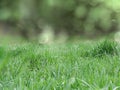 Abstract background spring green grass yellow blurred forest Royalty Free Stock Photo