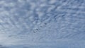 Pelicans Flying through Cottony Clouds