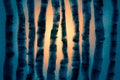 abstract background. sunrise in a birch grove. birch trees made from carrot peels Royalty Free Stock Photo