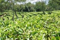 tea leaf garden view
