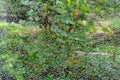 Abstract background, the texture of the broken armored glass on the background of the green forest Royalty Free Stock Photo