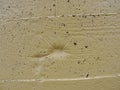 Abstract background, texture - the concrete structure is painted with light yellow, beige, cream, ivory paint. For your texts Stu Royalty Free Stock Photo