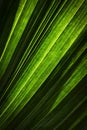 Abstract of green leaf of exotic palm tree