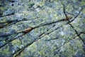 Granite cracked rock with yellow moss Royalty Free Stock Photo