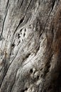 Gray wood on the old tree trunk Royalty Free Stock Photo
