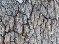 Abstract background texture of the old cracked bark of coniferous wood. Place for text and creativity. Royalty Free Stock Photo