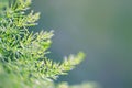 Abstract background texture of plant and dew in beautiful soft bokeh suitable for walpaper and overlay Royalty Free Stock Photo