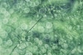 Abstract background texture of plant and dew in beautiful soft bokeh suitable for walpaper and overlay Royalty Free Stock Photo