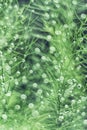 Abstract background texture of plant and dew in beautiful soft bokeh suitable for walpaper and overlay Royalty Free Stock Photo