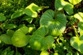 Abstract background and texture of plant leave