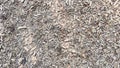 Abstract background and texture of sawdust and pieces of wood. Texture, pattern, frame, copy space. Brown or grey mulch