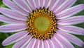 Abstract background texture of violet daisy flower center, anthers