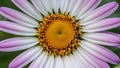 Abstract background texture of violet daisy flower center, anthers Royalty Free Stock Photo