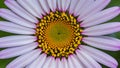 Abstract background texture of violet daisy flower center, anthers