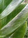 Abstract background of thick textured leaves