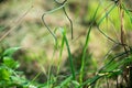 Abstract background with torn mesh fence Royalty Free Stock Photo