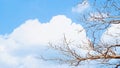 Abstract background of tree branches with blue sky