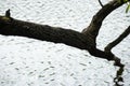 Tree branches relate to water, soft focus