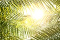 Abstract Background of a Tropical Palm Tree with Sunlight in the Summer on Vacation. Summer Holidays and Outdoor Adventures. A