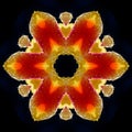 abstract background of tulip flower pattern kaleidoscope. red black background Royalty Free Stock Photo