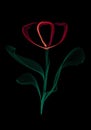 tulip illustration from wavy lines isolated on black background Royalty Free Stock Photo