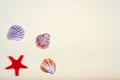 Abstract background of various shells Royalty Free Stock Photo