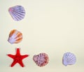 Abstract background of various shells Royalty Free Stock Photo