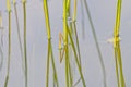 Abstract background with water grasses and reflection