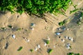Abstract background of wet sand and seashells and green seaweed