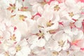 Abstract background with white Apple flowers