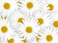 Abstract background of white flowers Royalty Free Stock Photo