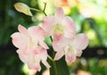 Abstract background of white and pink orchids, focus of beautiful dendrobium.