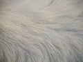 Abstract background white wool of goat fur Royalty Free Stock Photo