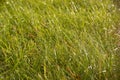 Abstract background with wild real grass