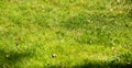 Abstract background with wild real grass, soft focus