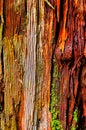 Abstract background of wood texture