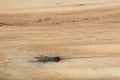 Abstract background- wood texture