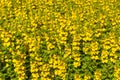 Abstract background of yellow flowers