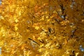 Abstract background of yellow leaves of a maple tree Royalty Free Stock Photo