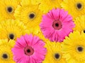 Abstract background of yellow and pink flowers Royalty Free Stock Photo