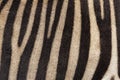 Abstract background of zebra stripes.