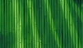 Abstract bamboo background Royalty Free Stock Photo