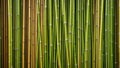 Abstract bamboo background