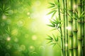 Abstract bamboo green background Royalty Free Stock Photo