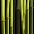 Abstract bamboo growth jungle