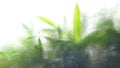 Abstract of bamboo leaves. Royalty Free Stock Photo