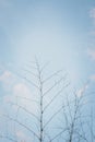 Abstract bamboo Tree branch and sky nature background