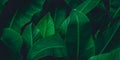 Abstract green leaf texture, tropical leaf foliage nature dark green background